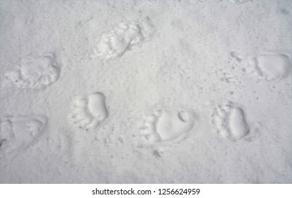 Traces Of Bear On The Snow