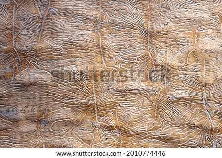  the traces of the bug beetle-typographer. Close-up of tree is eaten by bark beetles. The imprint of the bark beetle under the bark of the tree.