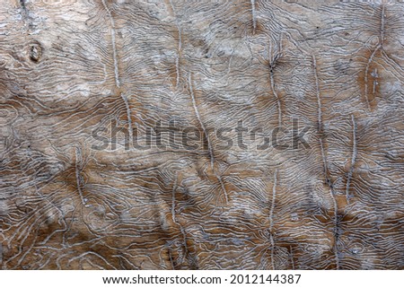  the traces of the bug beetle-typographer. Close-up of tree is eaten by bark beetles. The imprint of the bark beetle under the bark of the tree.