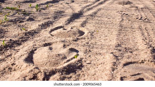 Traces Of Deer On A Sandy Road In The Forest. Horse Shoe Print On Sandy Road With Tyny Stones And Pebbles