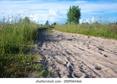 Traces Of Deer On A Sandy Road In The Forest. Horse Shoe Print On Sandy Road With Tyny Stones And Pebbles