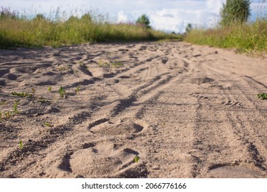 Traces Of Deer On A Sandy Road In The Forest. Horse Shoe Print On Sandy Road With Tyny Stones And Pebbles