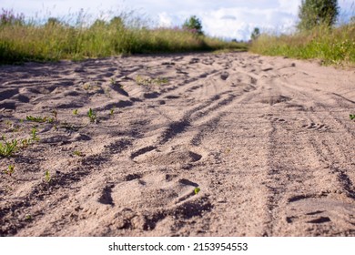 Traces Of Deer On A Sandy Road In The Forest. Horse Shoe Print On Sandy Road With Tyny Stones And Pebbles