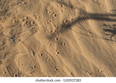 Traces In The Desert Kyzyl Kum