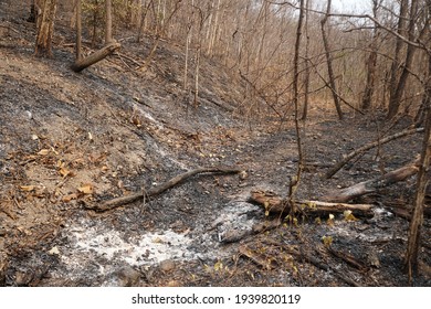 Traces of a forest fire where the trees were burned in the dry air. Forest fire problems that occur during the summer in Thailand.