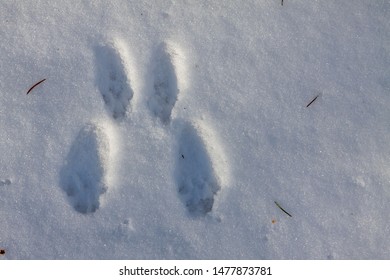 Traces Of A Hare In The Snow.