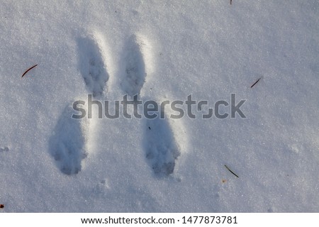 Traces of a hare in the snow.