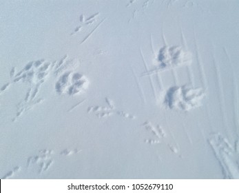 traces on the snow.zimney walk. cross the road. enmity between a cat and a bird.