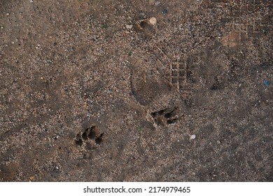 Traces On The Wet Sand Dog Paw Prints Up