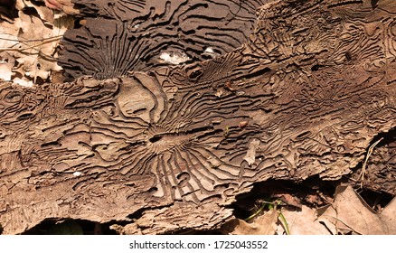 Traces of the pest on the bark of a tree in the form of Nazca lines. Abstract background