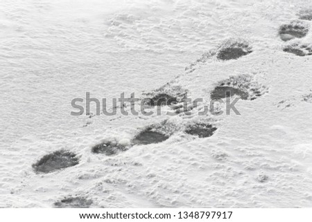 Traces of a predator/ There was a polar bear