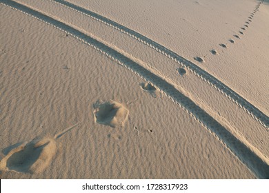 Traces of a quadricycle intersecting with traces of an animal. Photo of an evening dune with traces of human activity in the wild.