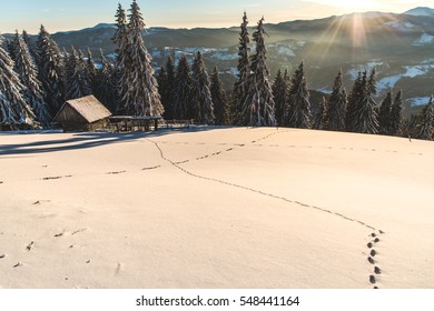 Traces in the snow