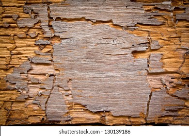 Traces Of Termites Eat Wood