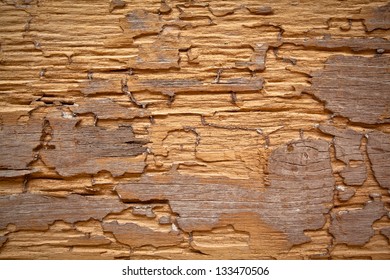 Traces Of Termites Eat Wood