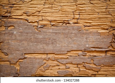 Traces Of Termites Eat Wood