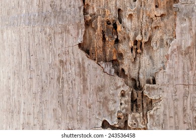 Traces Of Termites On Old Wood