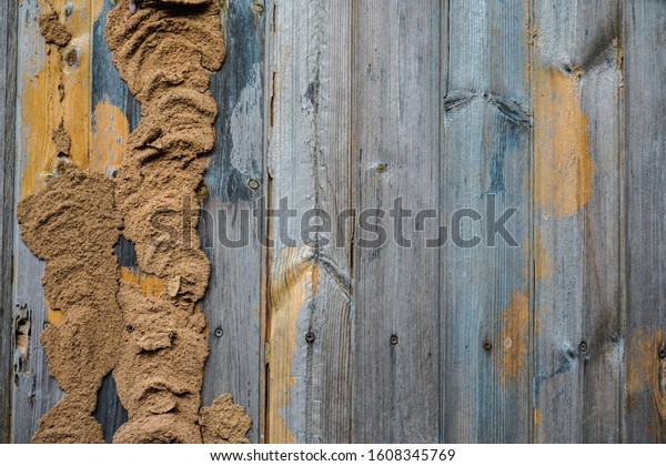 Traces of termites on old\
wood