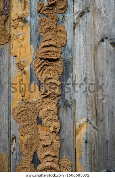 Traces of termites on old\
wood