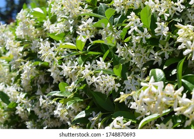 Trachelospermum Images, Stock Photos & Vectors | Shutterstock