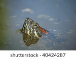 Trachemys scripta elegans