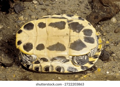 Trachemys scripta elegans - Red-eared Slider underside of carapace