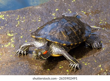A Trachemys scripta elegans turtle sitting on a rock by the water