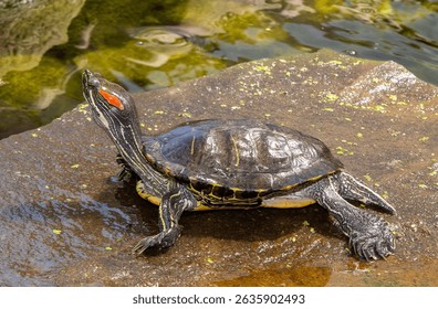 A Trachemys scripta elegans turtle sitting on a rock by the water