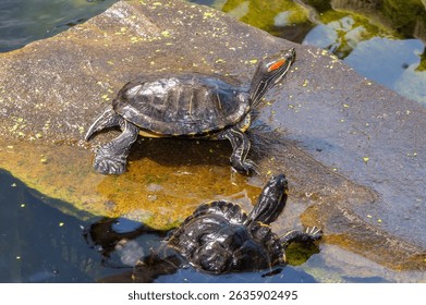 A Trachemys scripta elegans turtle sitting on a rock by the water