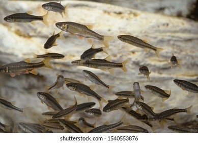 Trachurus Trachurus In Cantabrian Sea