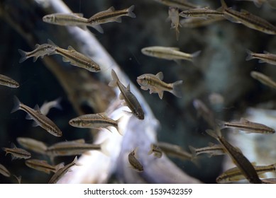 Trachurus Trachurus Swimming In Aquarium