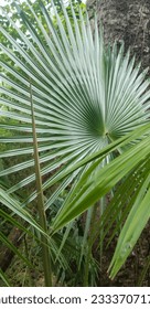 Trachycarpus princeps Plant, close-up angle taken - Shutterstock ID 2333707175