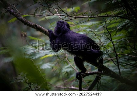 Trachypithecus auratus (ebony lutung, Javan langur, Javan lutung, lutung jawa) on the tree.