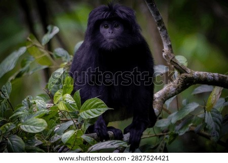 Trachypithecus auratus (ebony lutung, Javan langur, Javan lutung, lutung jawa) on the tree.