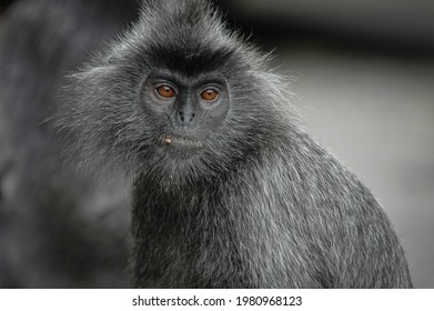 Trachypithecus Cristatus, Malay Archipelago Rain Forest Animal