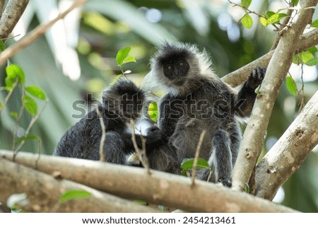 Trachypithecus germaini caudalis in Vietnam
