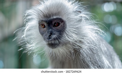 Trachypithecus germaini in the zoo