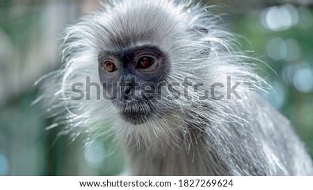 Trachypithecus germaini in the zoo