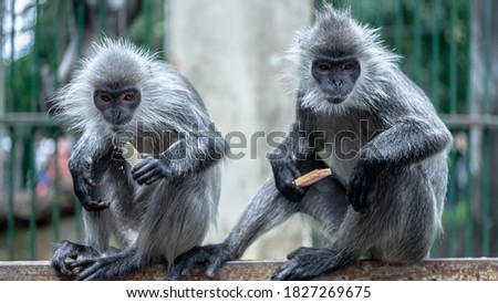 Trachypithecus germaini in the zoo
