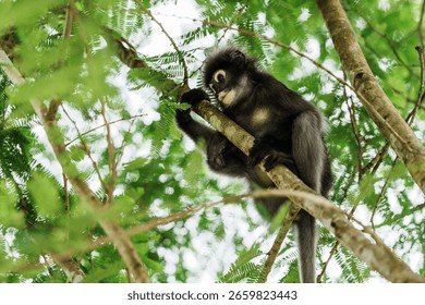 Trachypithecus obscurus monkey or langur, sitting on branch, swing from a tree is lonely, absentminded in forest. Kaeng Krachan National Park, Phetchaburi, Thailand. Leave free space for banner text.