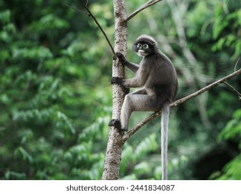 Trachypithecus obscurus monkey or lemurs, langur, ape, sitting on branch and is lonely, absentminded in forest. Kaeng Krachan National Park, Phetchaburi, Thailand. Leave free space for banner text.