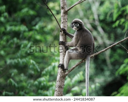 Trachypithecus obscurus monkey or lemurs, langur, ape, sitting on branch and is lonely, absentminded in forest. Kaeng Krachan National Park, Phetchaburi, Thailand. Leave free space for banner text.