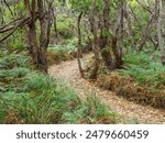 Track above Wreck Beach on the Great Ocean Walk - Princetown, Victoria, Australia