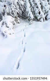 Track after a deer in winter forest