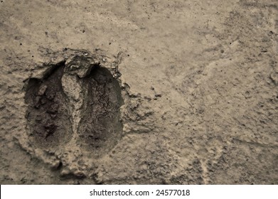 Track Of Cow Hoof In Bog