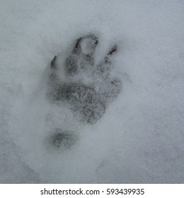 181 Marten track Stock Photos, Images & Photography | Shutterstock