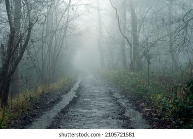 A track going through a mysterious forest. On a spooky, foggy winters day in the countryside. UK. - Shutterstock ID 2105721581