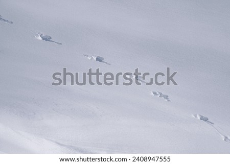 the track from a mountain hare in deep snow