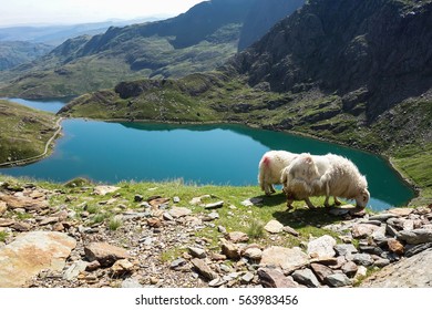 Track in Snowdonia National Park, North Wales, United Kingdom; view of the mountains and the lakes, two sheep, selective focus
