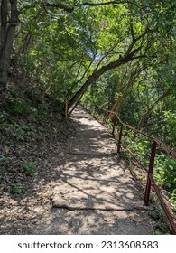 A track through the forest 
